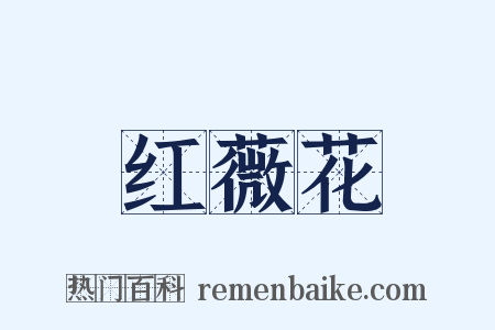 红薇花是什么意思的图片